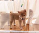 Small Photo #3 Shiba Inu Puppy For Sale in TEMPLE CITY, CA, USA