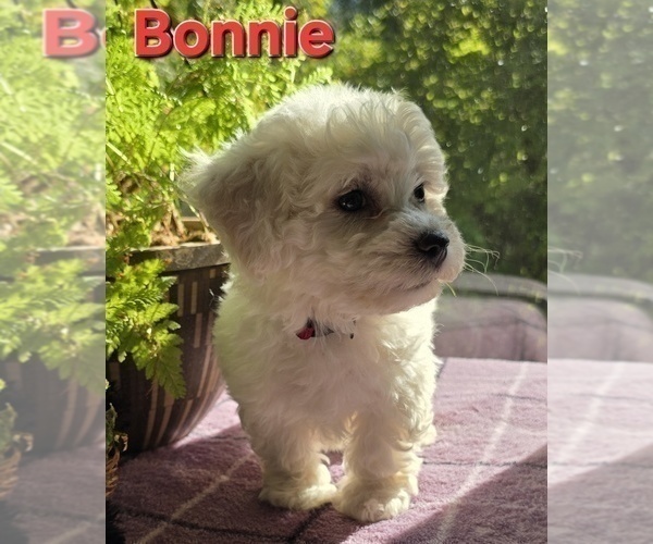 Medium Photo #1 Bichon Frise Puppy For Sale in FREMONT, MI, USA