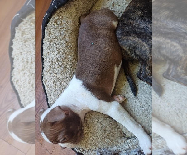 Medium Photo #7 Boston Terrier Puppy For Sale in ANNISTON, AL, USA
