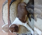 Small Photo #7 Boston Terrier Puppy For Sale in ANNISTON, AL, USA
