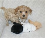 Small #12 Maltipoo