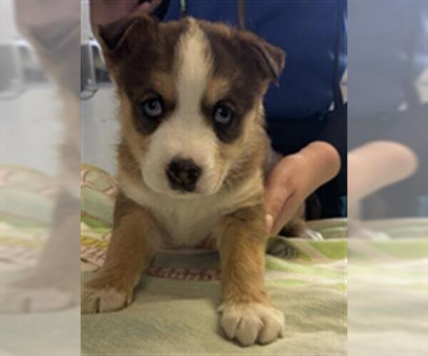 Medium Photo #1 Siberian Husky-Unknown Mix Puppy For Sale in Camarillo, CA, USA