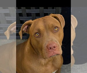 Mutt Dogs for adoption in Minneapolis, MN, USA