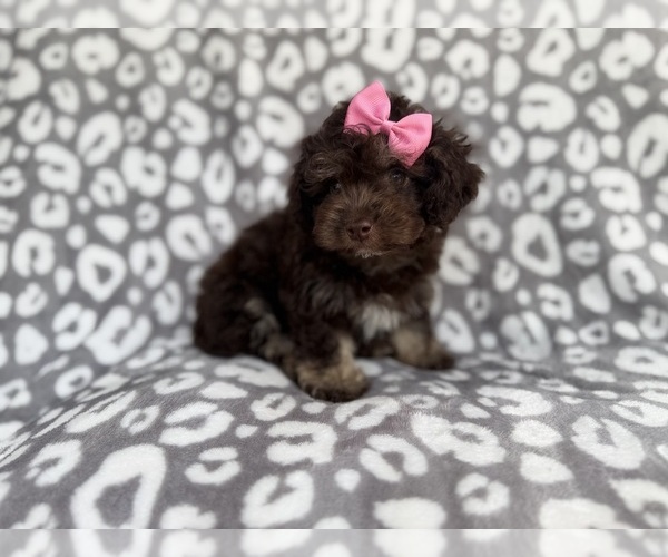 Medium Photo #8 Cock-A-Poo Puppy For Sale in LAKELAND, FL, USA