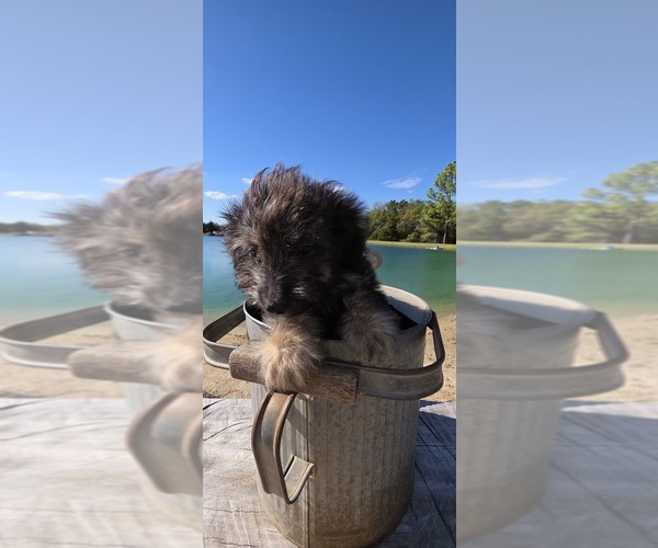 Medium Photo #21 Aussiedoodle Toy Puppy For Sale in JONES, OK, USA