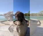 Pup Pup - Male Aussiedoodle Toy Puppy for Sale - Photo #21