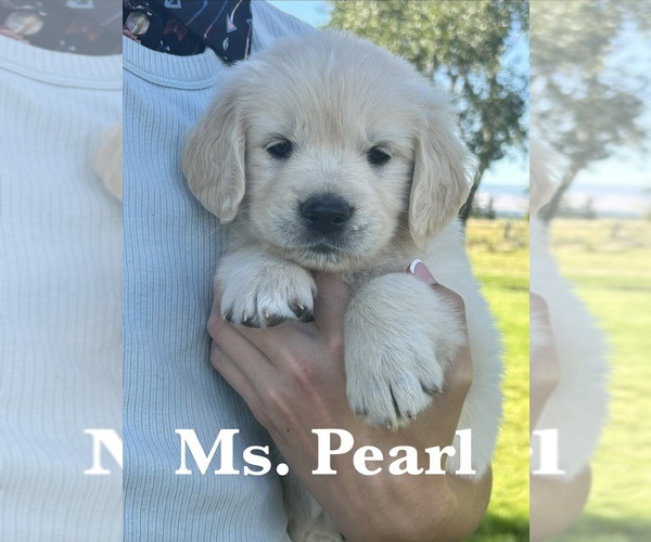 Medium Photo #1 English Cream Golden Retriever Puppy For Sale in ELLENSBURG, WA, USA