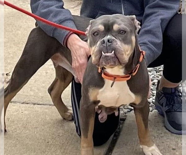 Medium Photo #12 Bulldog-Unknown Mix Puppy For Sale in Chester, NJ, USA
