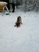 Small Photo #5 Catahoula Leopard Dog Puppy For Sale in WEST BEND, WI, USA