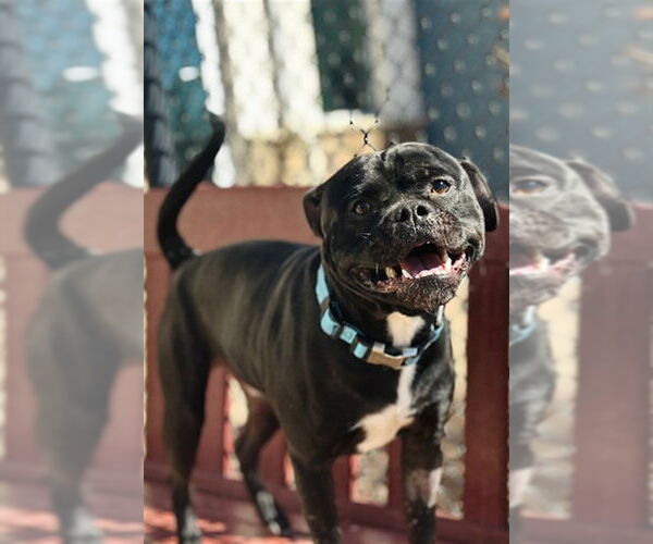 Medium Photo #1 Pug-Unknown Mix Puppy For Sale in Fort Collins, CO, USA