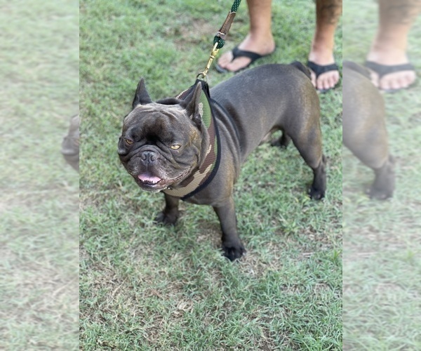 Medium Photo #1 French Bulldog Puppy For Sale in ARLINGTON, TX, USA