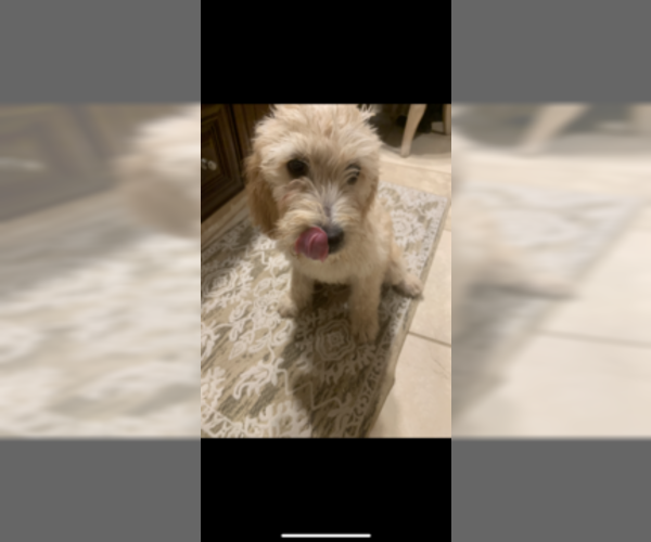 Medium Photo #6 Poodle (Standard)-Spinone Italiano Mix Puppy For Sale in CLEVELAND, OH, USA