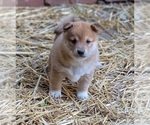 Small Photo #9 Shiba Inu Puppy For Sale in MANITO, IL, USA