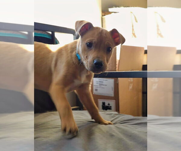 Medium Photo #3 Labrador Retriever-Unknown Mix Puppy For Sale in Raleigh, NC, USA