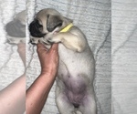 Small Photo #8 Pug Puppy For Sale in MINERAL RIDGE, OH, USA