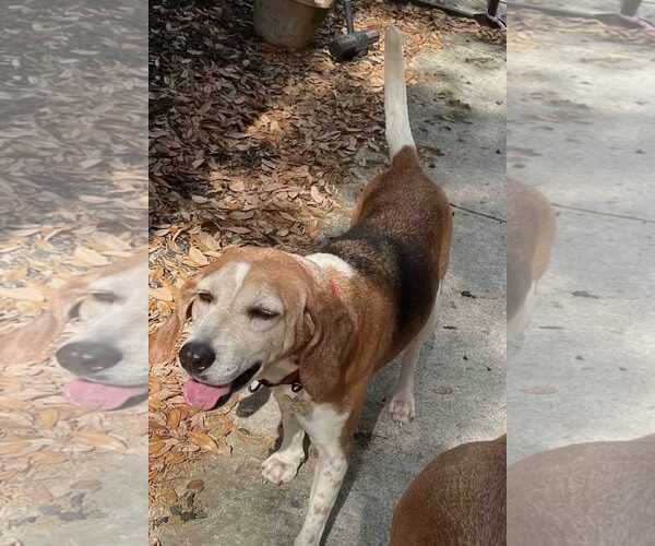 Medium Photo #7 Beagle-Unknown Mix Puppy For Sale in Dunnellon, FL, USA