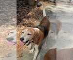 Small #6 Beagle Mix