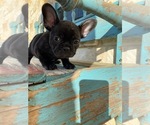 Small Photo #1 French Bulldog Puppy For Sale in WEST, TX, USA
