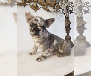 French Bulldog Puppy for sale in TAMPA, FL, USA