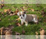 Puppy 3 Boston Terrier-English Bulldog Mix