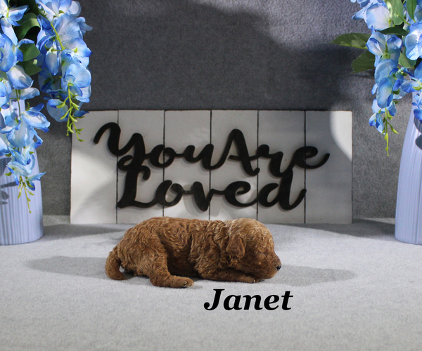 Medium Photo #4 Poodle (Toy) Puppy For Sale in CHANUTE, KS, USA