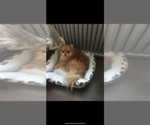 Pomeranian Puppy for sale in FLEETWOOD, PA, USA