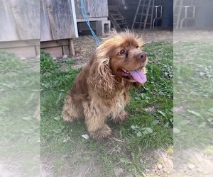 Father of the Cockapoo (Miniature) puppies born on 07/15/2026