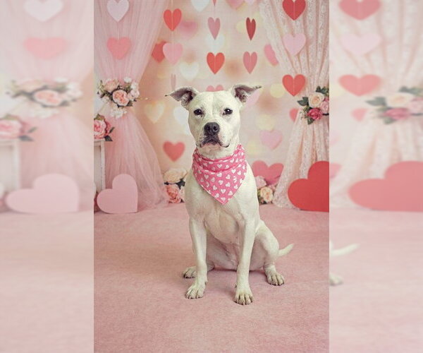 Medium Photo #1 Mutt Puppy For Sale in Belleville, IL, USA