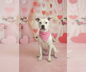 Mutt Dogs for adoption in Belleville, IL, USA