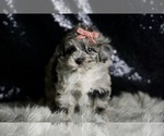 Small Photo #4 Maltipoo Puppy For Sale in WARSAW, IN, USA