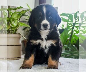 Bernedoodle Puppy for sale in EAST EARL, PA, USA