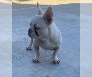 French Bulldog Puppy for sale in HESPERIA, CA, USA
