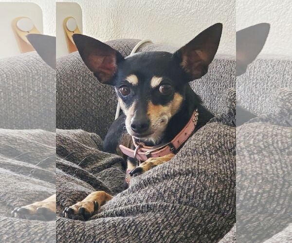 Medium Photo #1 Rat-Cha Puppy For Sale in Temecula, CA, USA
