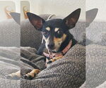 Small Rat-Cha