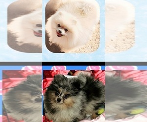 Father of the Pomeranian puppies born on 11/15/2025