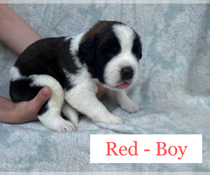 Saint Bernard Puppy for sale in FAIRMONT, WV, USA