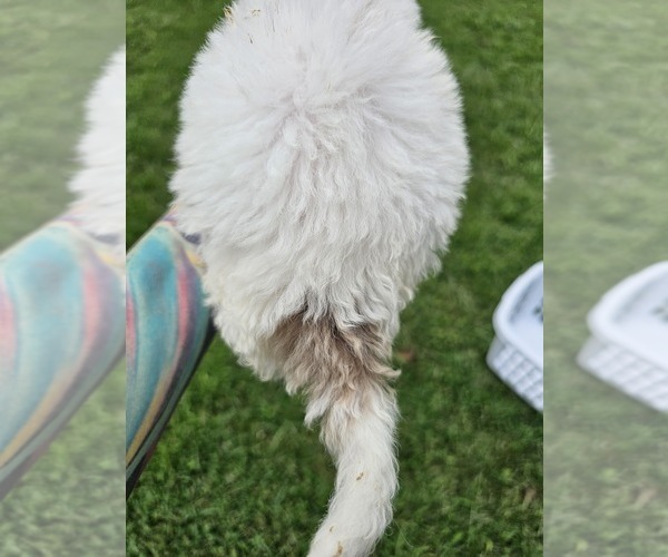 Medium Photo #10 Aussiedoodle Miniature  Puppy For Sale in LEXINGTON, NC, USA