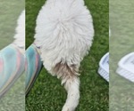 Small #9 Aussiedoodle Miniature 