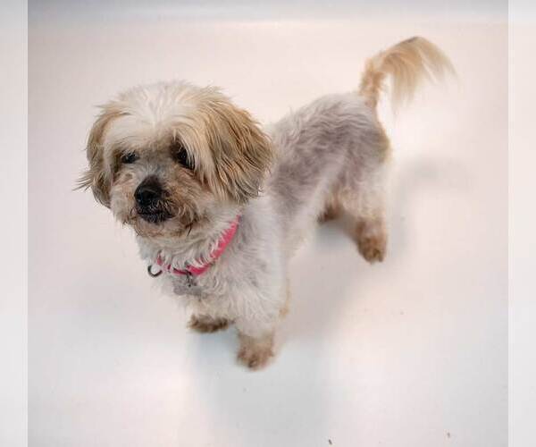 Medium Photo #2 Shih Tzu-Unknown Mix Puppy For Sale in Kennesaw, GA, USA