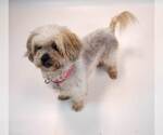 Small #1 Shih Tzu Mix