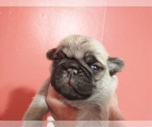 Pug Puppy for sale in BRIDGETOWN, OH, USA