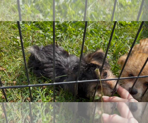 Medium Photo #6 Yo-Chon Puppy For Sale in MOUNT PLEASANT, MI, USA