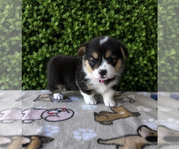 Medium Photo #12 Pembroke Welsh Corgi Puppy For Sale in CERES, CA, USA