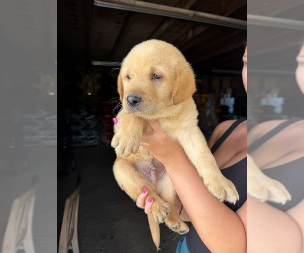 Medium Photo #2 Labrador Retriever Puppy For Sale in GREENVILLE, NC, USA