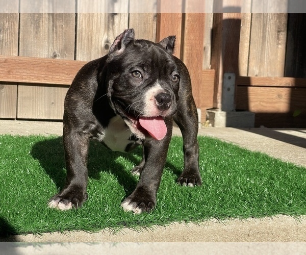 Medium Photo #2 American Bully Puppy For Sale in OAKLAND, CA, USA