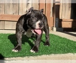 Small Photo #2 American Bully Puppy For Sale in OAKLAND, CA, USA