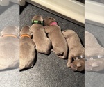 SALLY - Female Labrador Retriever Puppy for Sale - Photo #7