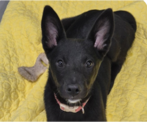 Mutt Dogs for adoption in San Ramon, CA, USA