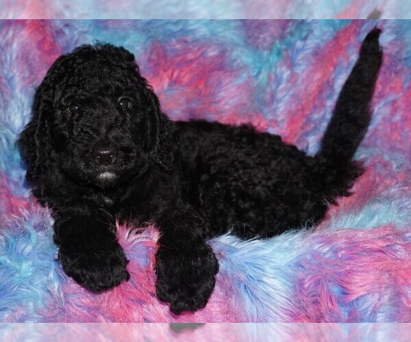 Medium Photo #5 Labradoodle Puppy For Sale in LA HABRA, CA, USA