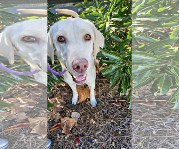 Medium Photo #3 Mutt Puppy For Sale in Thomasville, NC, USA